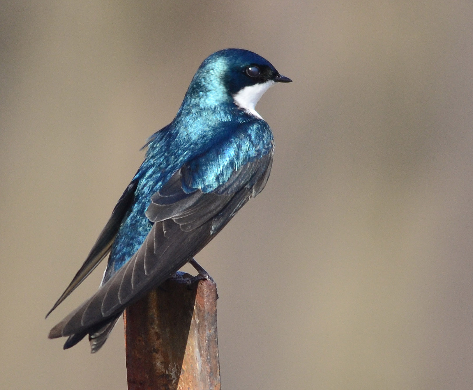 Tree Swallow Photo 28