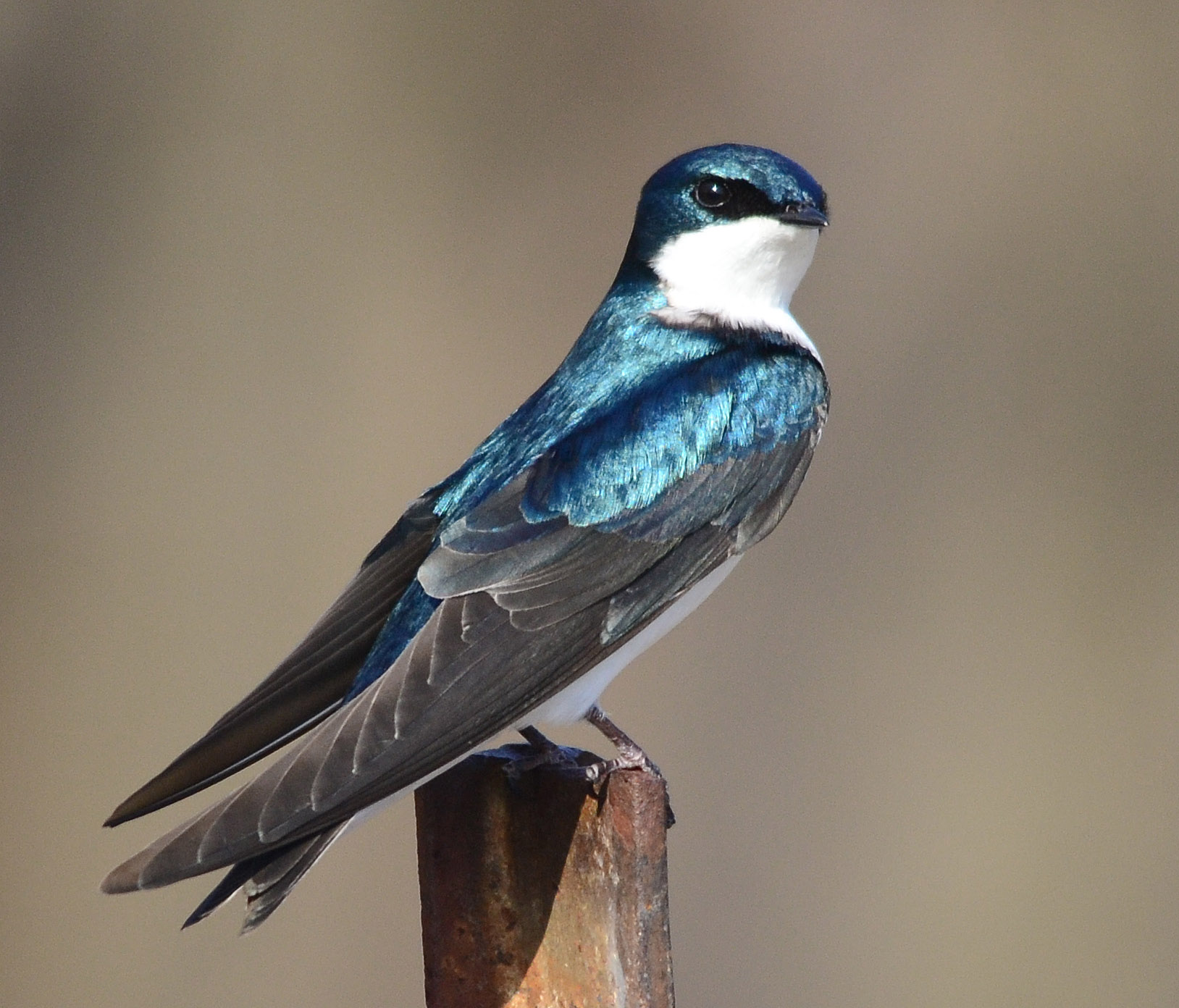 Tree Swallow Photo 81