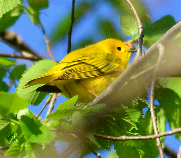 Yellow  Warbler