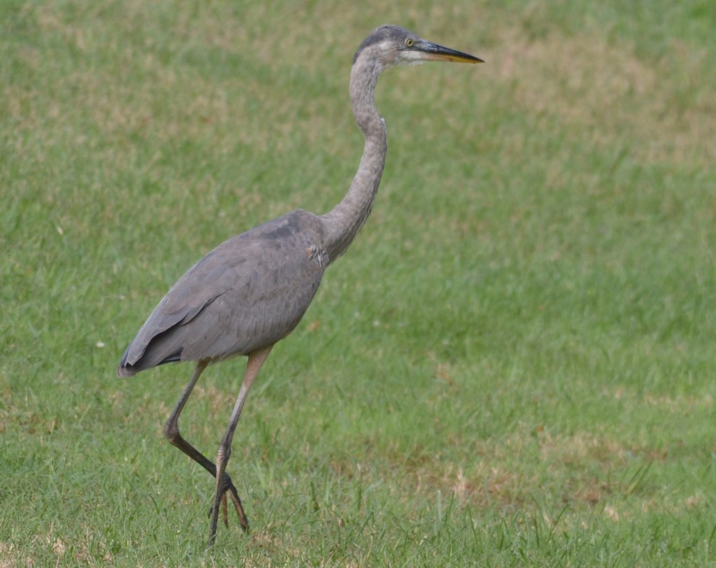 Great Blue Heron (Juvenile) | My Birding Photos