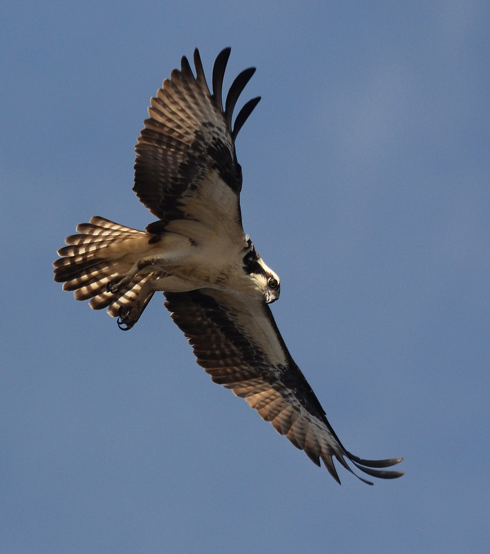 Osprey | My Birding Photos